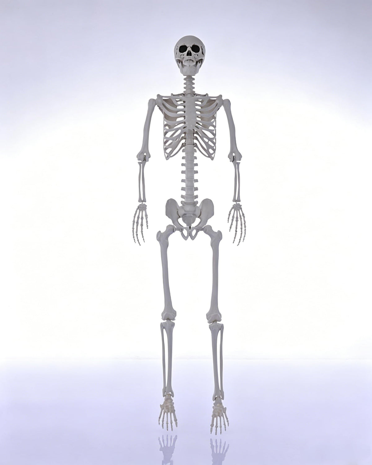 7.9FT Life Size Posable Skeleton L9653