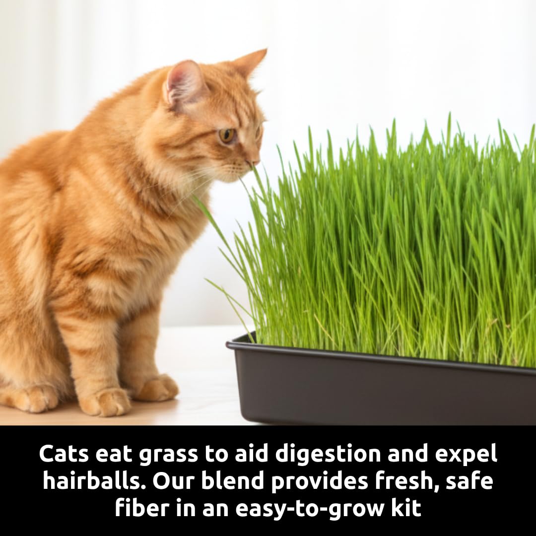 Cat Grass Growing Kit with Organic Seed S126