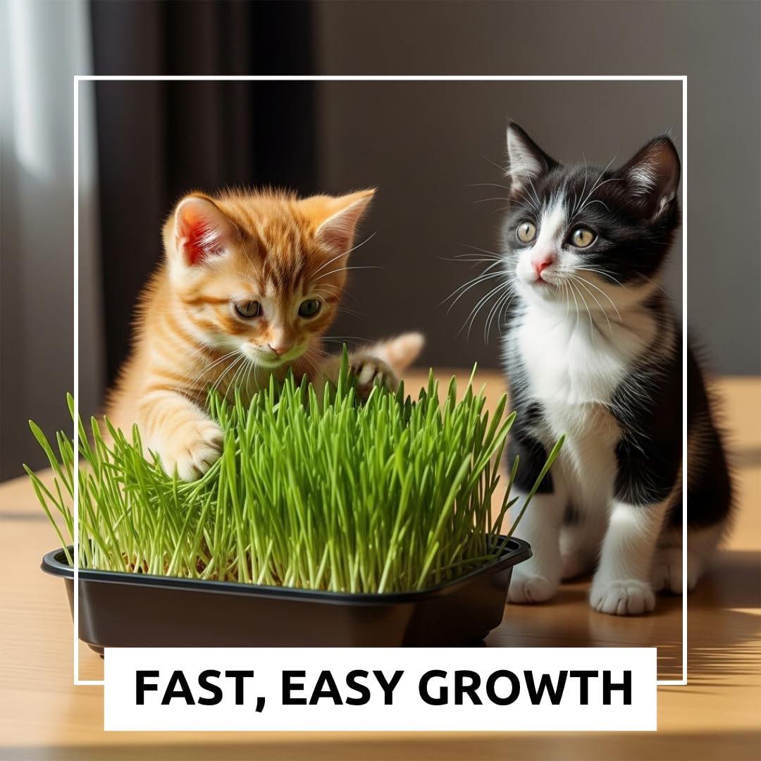 Cat Grass Growing Kit with Organic Seed S126