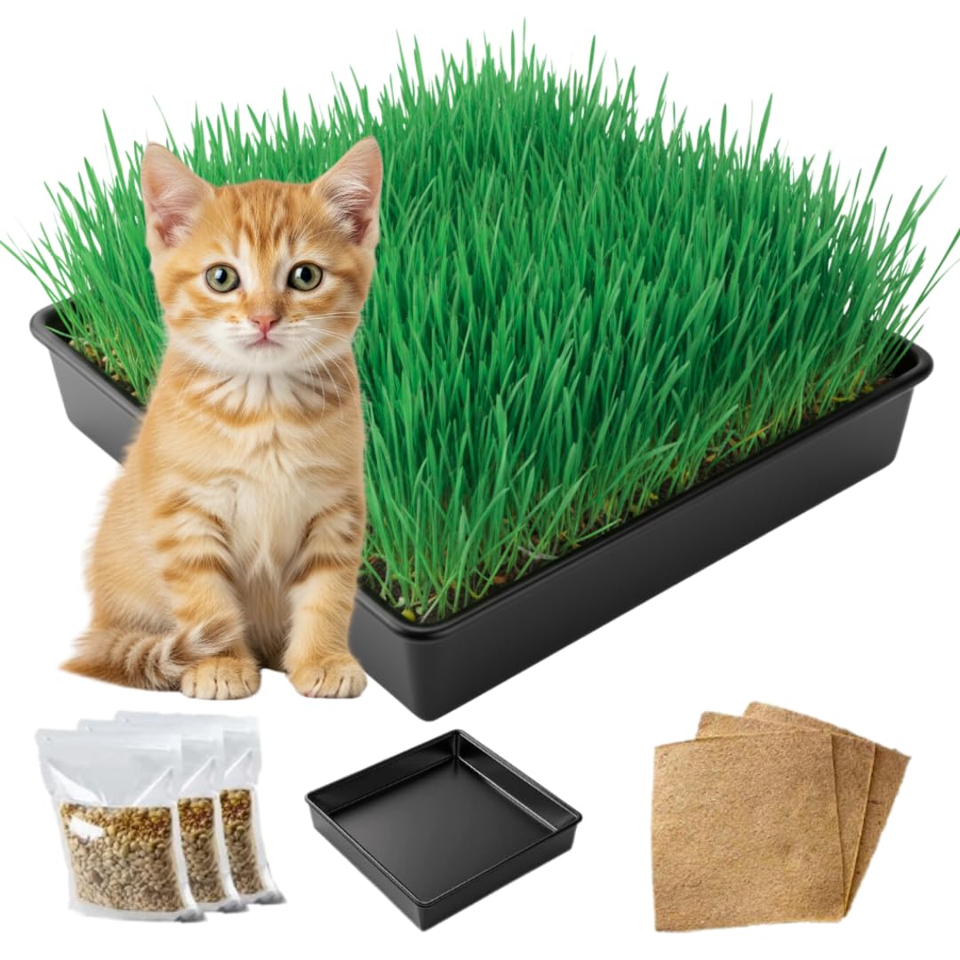 Cat Grass Growing Kit with Organic Seed S126